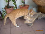 Julius - Domestic Short Hair Cat