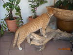 Julius - Domestic Short Hair Cat
