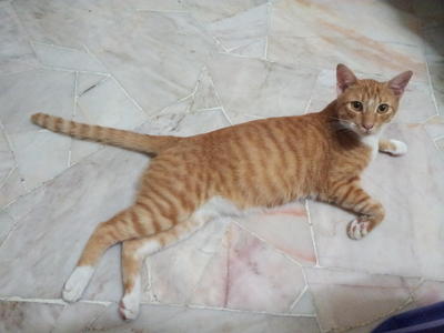 Julius - Domestic Short Hair Cat