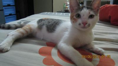 Oppet - Domestic Short Hair Cat