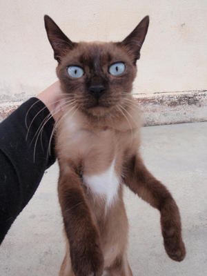 Chocolate Siamese - Siamese Cat