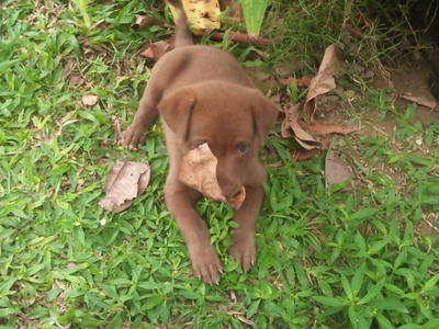 Chocolate Pie - Mixed Breed Dog