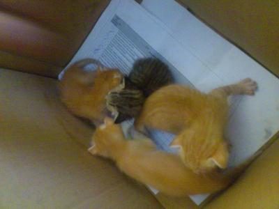 4 Little Kittens For Adoption - Domestic Short Hair Cat