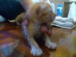 4 Little Kittens For Adoption - Domestic Short Hair Cat