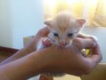 4 Little Kittens For Adoption - Domestic Short Hair Cat