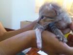 4 Little Kittens For Adoption - Domestic Short Hair Cat