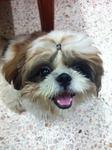 Hairy - Shih Tzu Dog