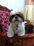 Hairy - Shih Tzu Dog