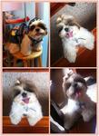 Hairy - Shih Tzu Dog