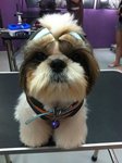 Hairy - Shih Tzu Dog