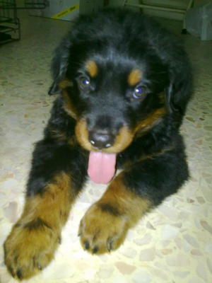 Rottweiler-big Bone Cheap Sale-sold - Rottweiler Dog