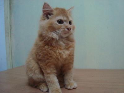 Tiger - Persian Cat