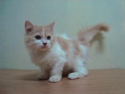 Tom - Persian Cat