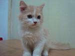 Tom - Persian Cat