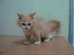 Boby - Persian Cat