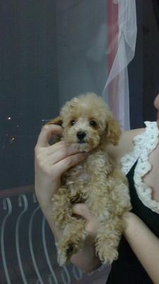 Urgent Sale- Cute Toy Poodle - Poodle Dog