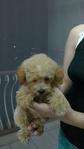 Cute Toy PoOdle