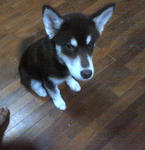 Mayaa - Siberian Husky Dog