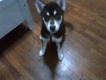 Mayaa - Siberian Husky Dog