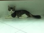 Fifi - Domestic Short Hair Cat