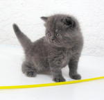 British Shorthair - British Shorthair Cat