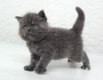 British Shorthair - British Shorthair Cat