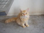 Tomato (Sold) - Persian Cat