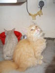 Tomato (Sold) - Persian Cat