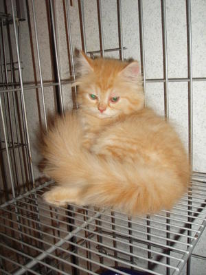 Tomato (Sold) - Persian Cat