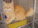 Orange - Persian Cat