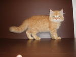 Orange - Persian Cat