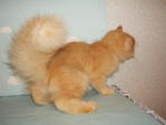 Orange - Persian Cat