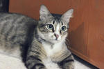 Silver - Tabby Cat