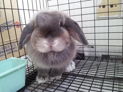 Smoke Pearl Holland Lop (Doe) - Holland Lop Rabbit