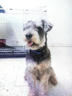 Adult Male Min.schnauzer  - Schnauzer Dog