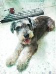 Adult Male Min.schnauzer  - Schnauzer Dog