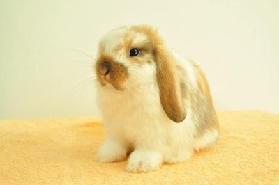 Holland Lop - Broken Tort Doe 22 - Holland Lop Rabbit