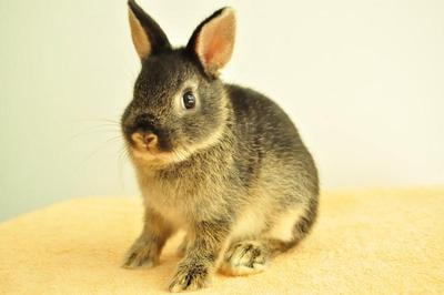 Netherland Dwarf - Black Otter 23 - Netherland Dwarf Rabbit