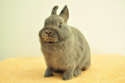 Netherland Dwarf - Blue 10 - Netherland Dwarf Rabbit