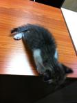 3 Little Kittens For Adoption - Domestic Medium Hair + Domestic Short Hair Cat