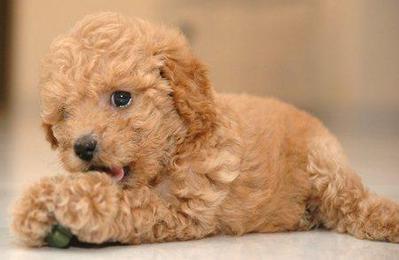 Doopi - Poodle Dog