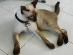 Nyeng - Siamese Cat