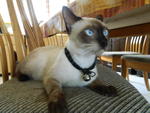 Nyeng - Siamese Cat