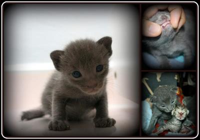 Blue Babies - Russian Blue + Domestic Short Hair Cat