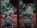 Blue Babies - Russian Blue + Domestic Short Hair Cat