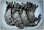 Blue Babies - Russian Blue + Domestic Short Hair Cat