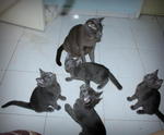 Blue Babies - Russian Blue + Domestic Short Hair Cat