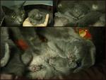 Blue Babies - Russian Blue + Domestic Short Hair Cat