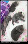 Blue Babies - Russian Blue + Domestic Short Hair Cat