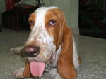 Gina - Basset Hound Dog